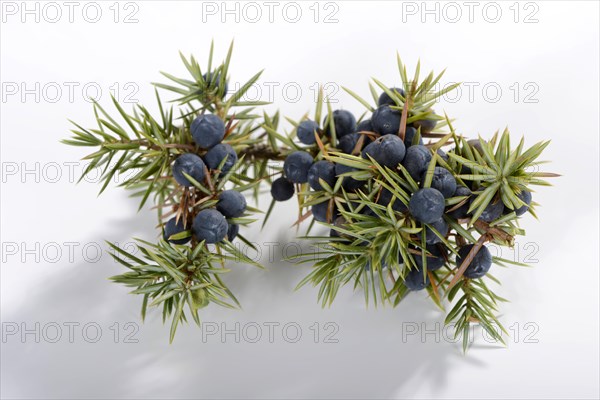 Juniper berries