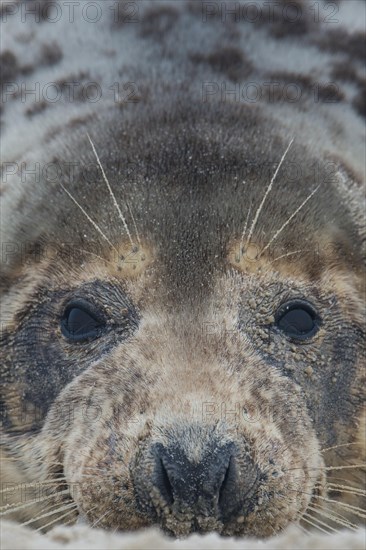 Grey Seal