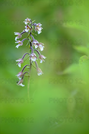 Marsh Helleborine