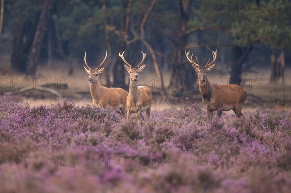 Red deer