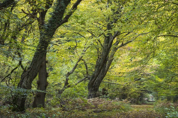 Jungle Baumweg