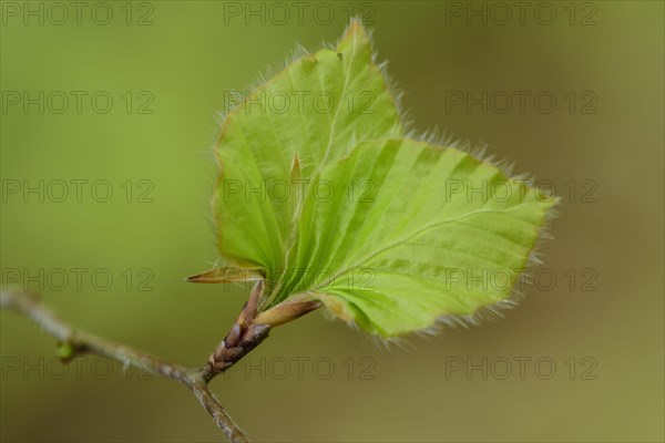 Young beech leaves