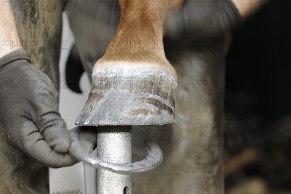 Farrier at work