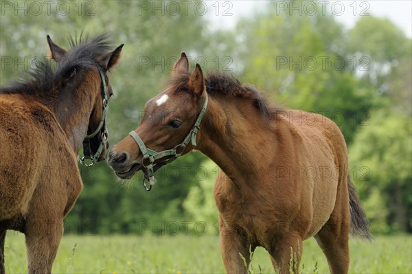 Arabian thoroughbred