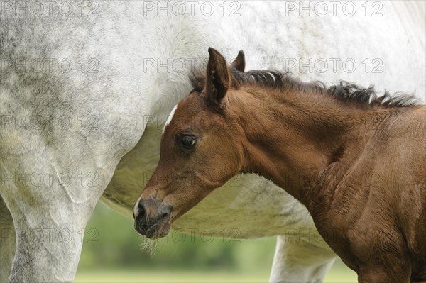 Arabian thoroughbred