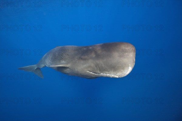 Sperm whale