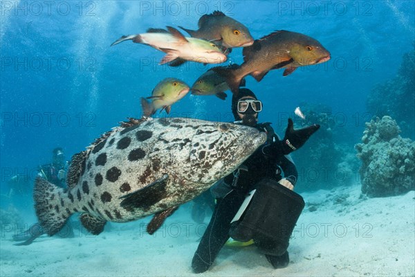 Feeding potato grouper