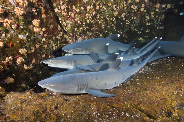 Whitetip Reef Shark