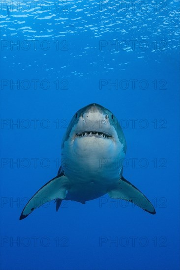 Great white shark