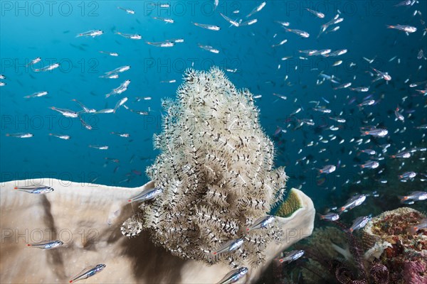 Red-spotted cardinalfishes circling feather star