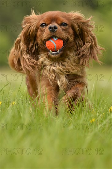 Cavalier King Charles Spaniel