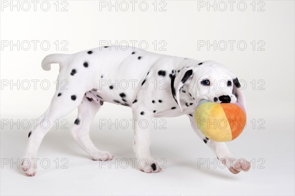 Dalmatian