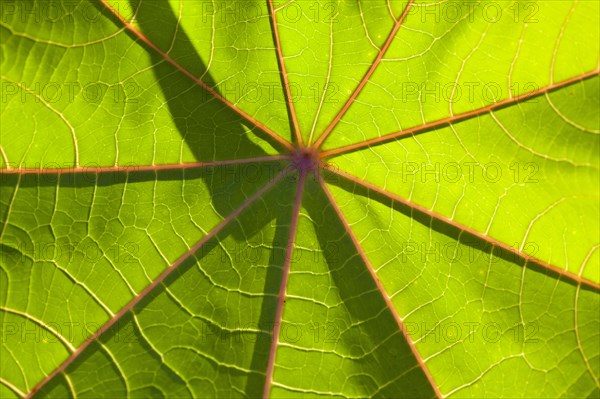 Leaf of miracle tree