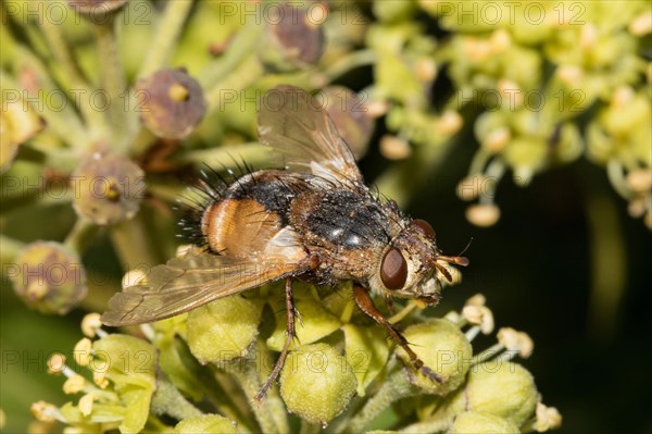 Tachina fera