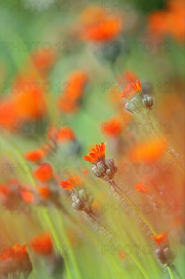 Orange-red Fox-and-cubs