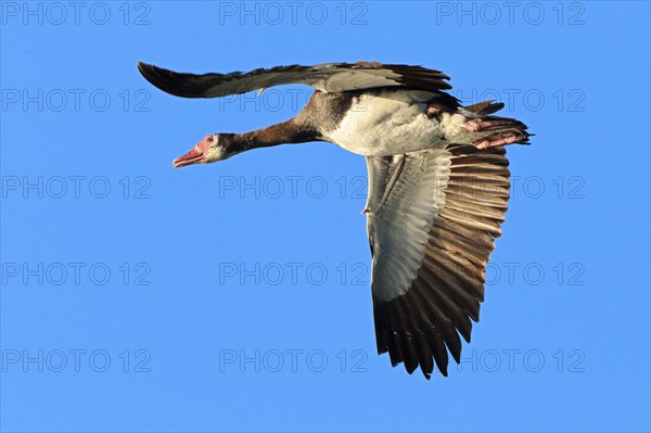 Spur-winged goose