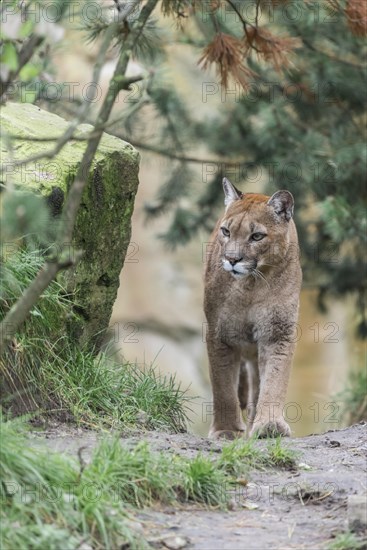 Cougar