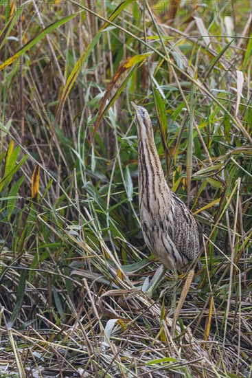 Eurasian bittern