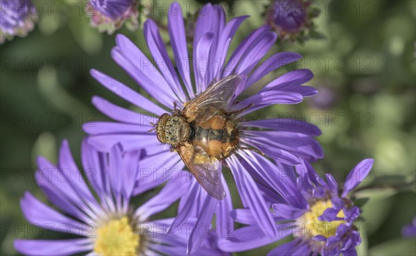 Hedgehog fly