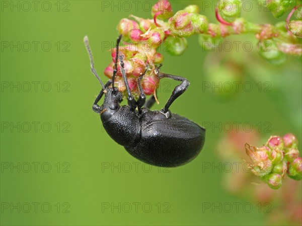 Black-legged pine weevil