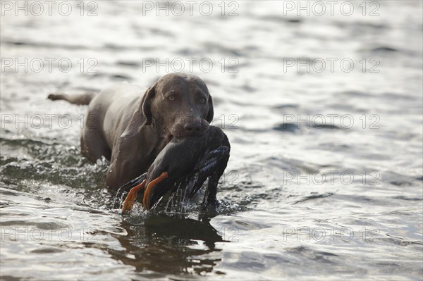 Weimaraner