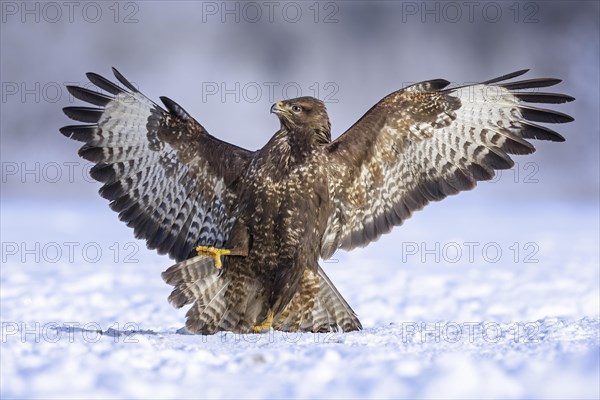 Steppe buzzard