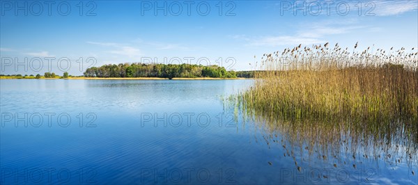 Clear lake with reed belt