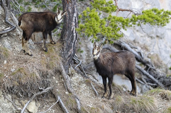 Chamois