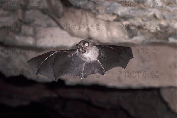 Lesser horseshoe bat