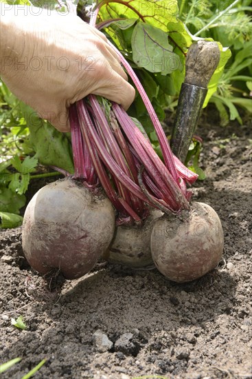 Beetroot