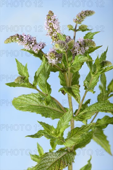 English Spearmint