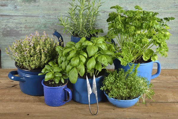 Various herbs in old bowls and cups