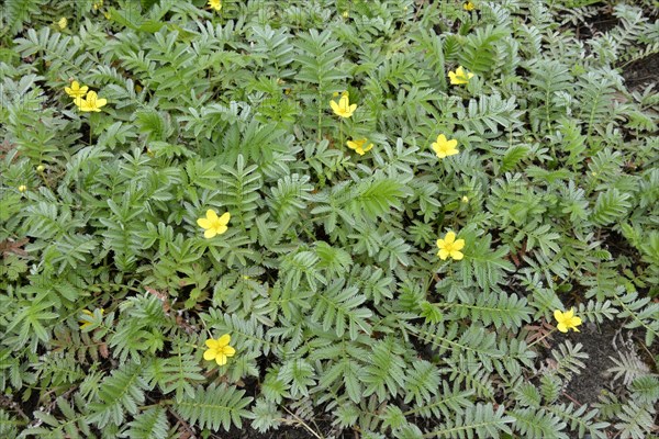 Silverweed