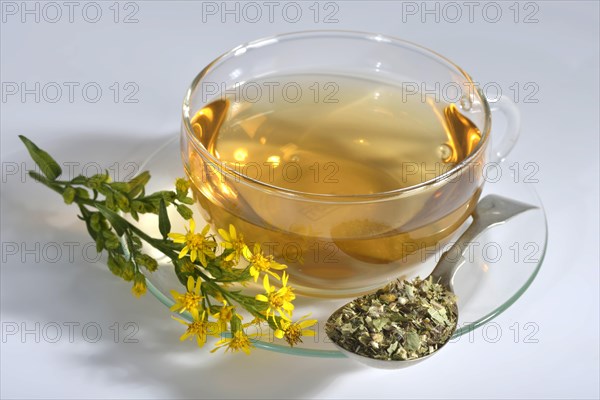 Cup goldenrod tea