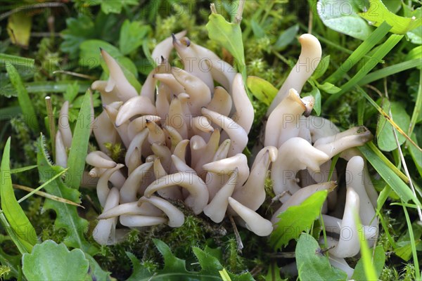 Clavaria fumosa