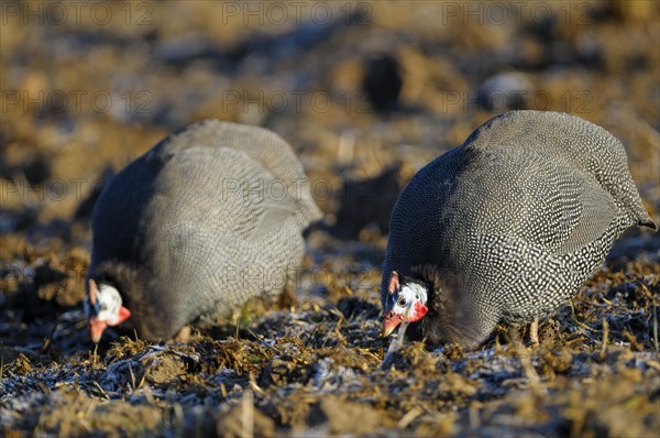 Helmeted Guineafowl