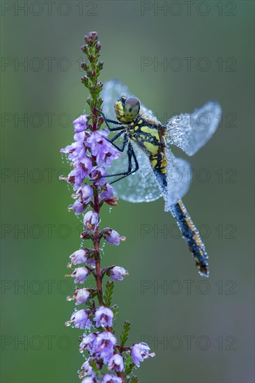 Black Darter