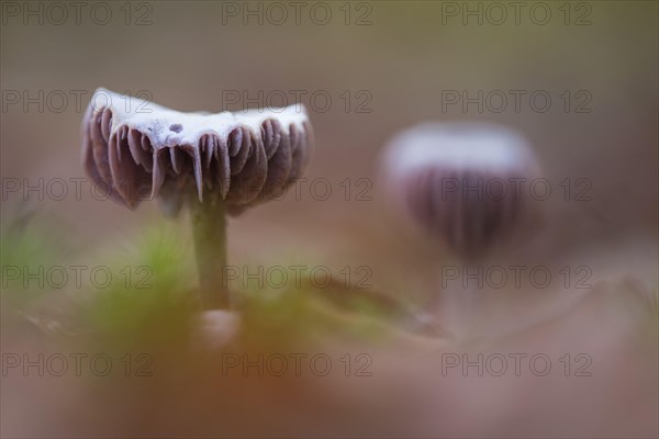 Laccaria amethystina