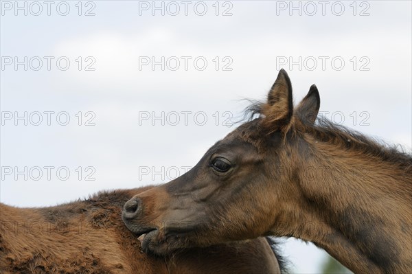 Arabian thoroughbred