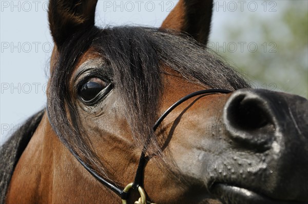 Arabian thoroughbred