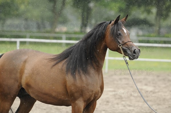 Arabian thoroughbred