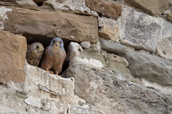 Lesser Kestrel