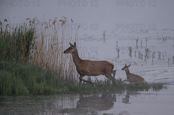 Red deer