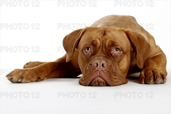 Dogue de Bordeaux