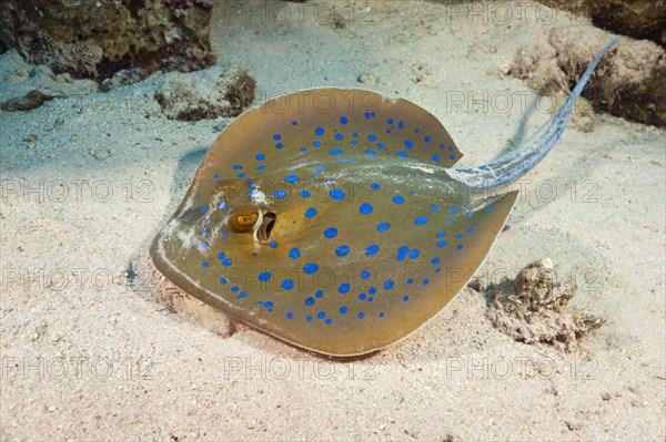 Bluespotted ribbontail ray