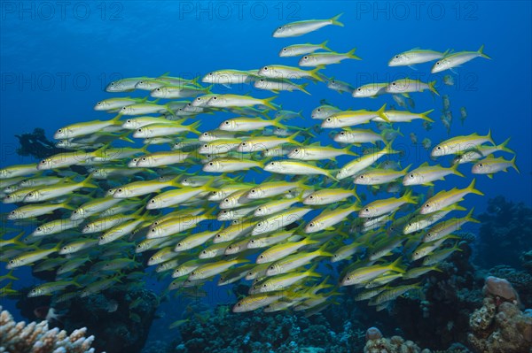 Shaol of Yellowfin Goatfish