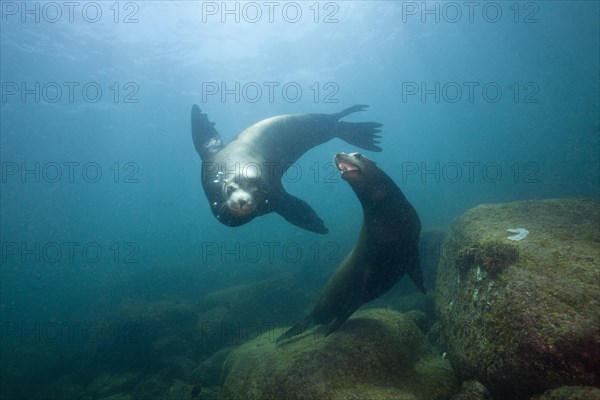 California sea lions