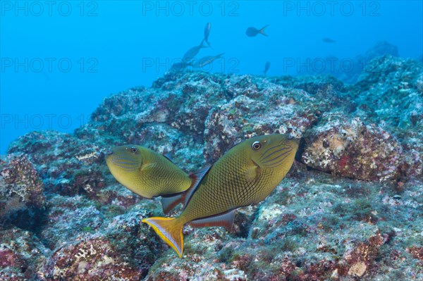 Deep-sea triggerfish