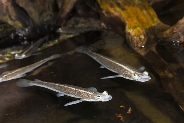 Four-eyed fish