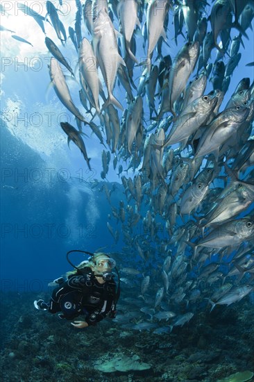 Diver and shoal of bigeye stingrays